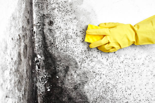 Best Black Mold Remediation in Schoolcraft, MI