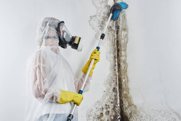Best Commercial Mold Remediation in Schoolcraft, MI