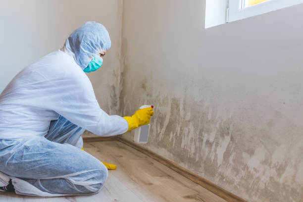 Professional Mold Remediation in Schoolcraft, MI