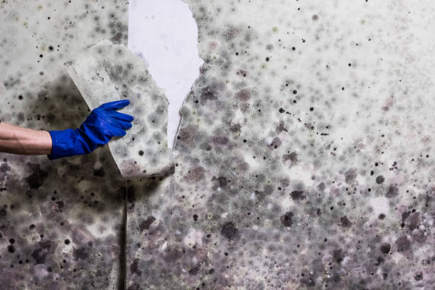 Best Mold Testing and Inspection Services in Schoolcraft, MI