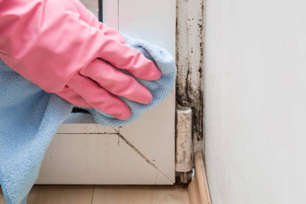 Best Health and Safety Mold Remediation in Schoolcraft, MI